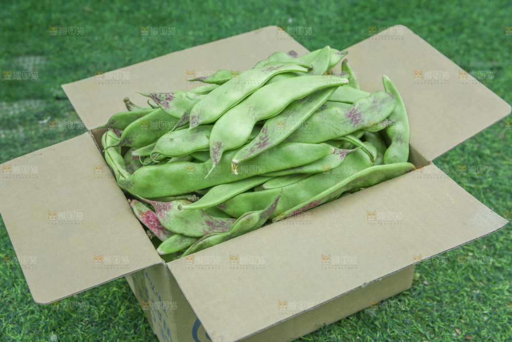 油豆角