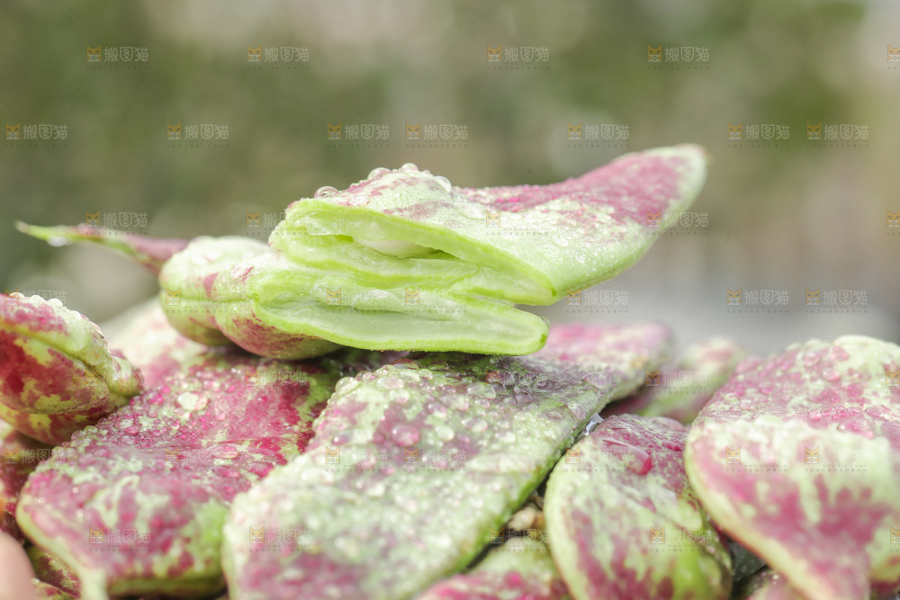 油豆角