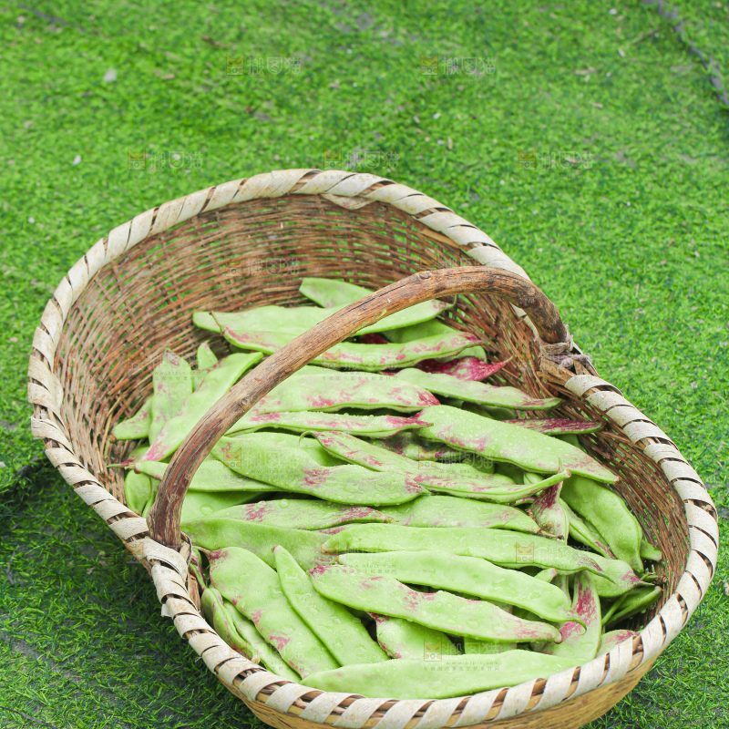 油豆角