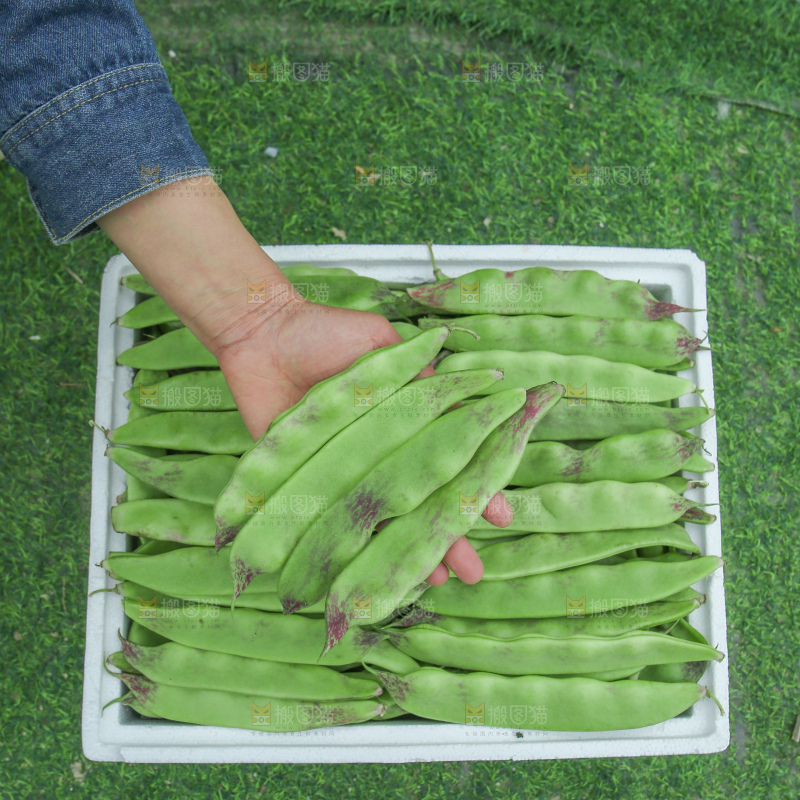 油豆角