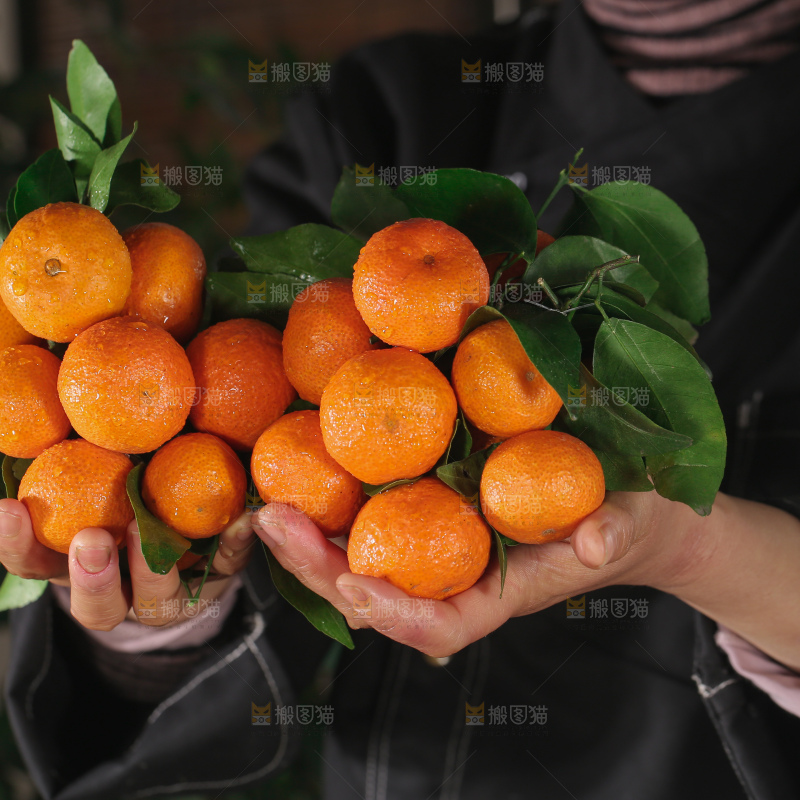 砂糖桔