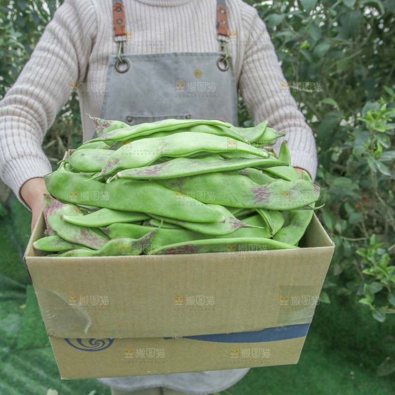 油豆角