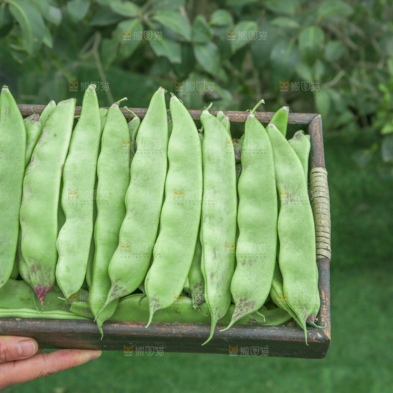 油豆角