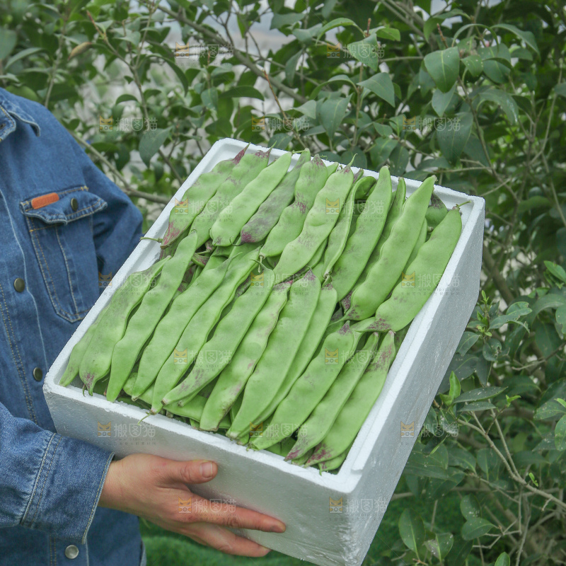 油豆角