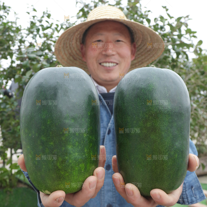 小冬瓜