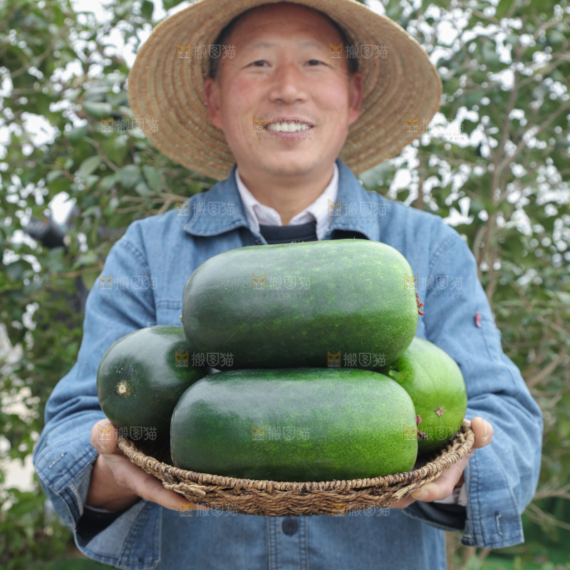 小冬瓜
