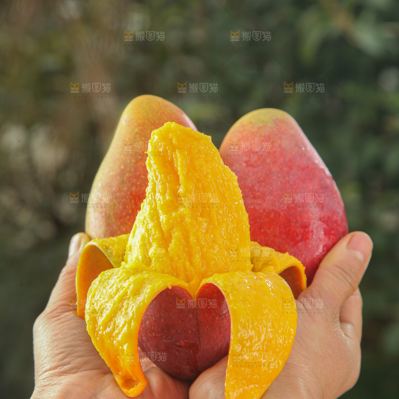 贵妃芒
