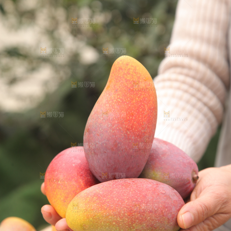 贵妃芒