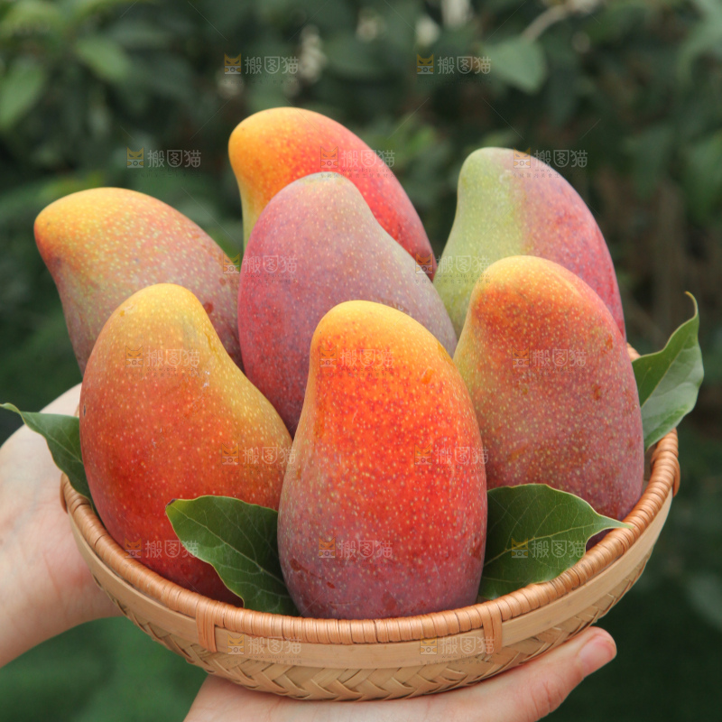 贵妃芒
