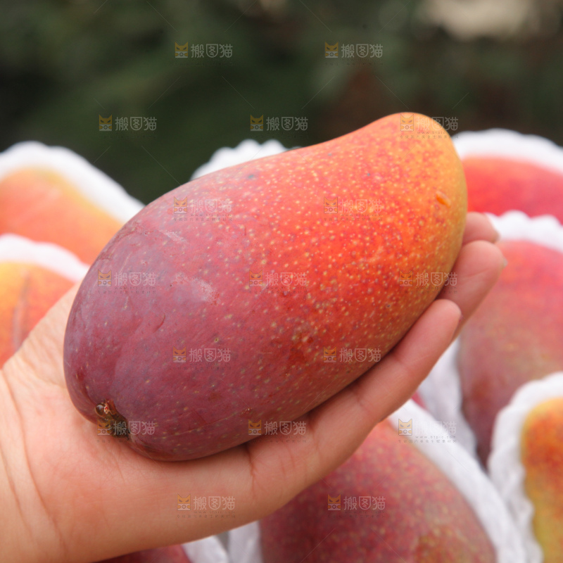 贵妃芒