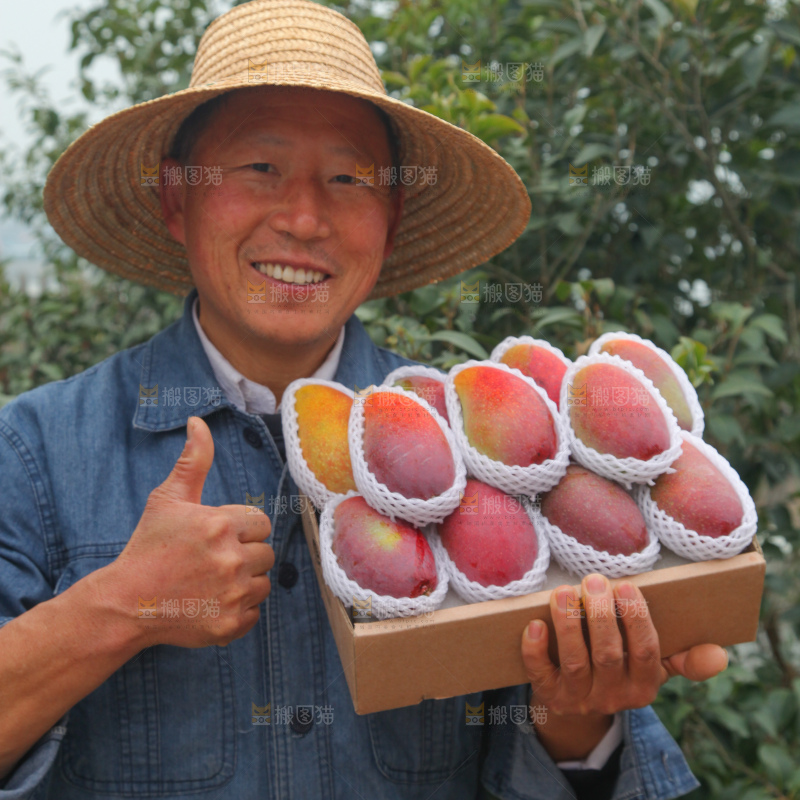 贵妃芒