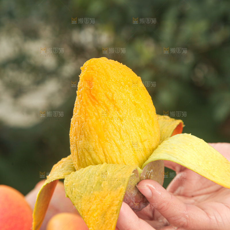 贵妃芒