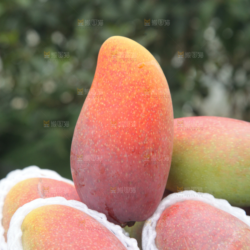 贵妃芒