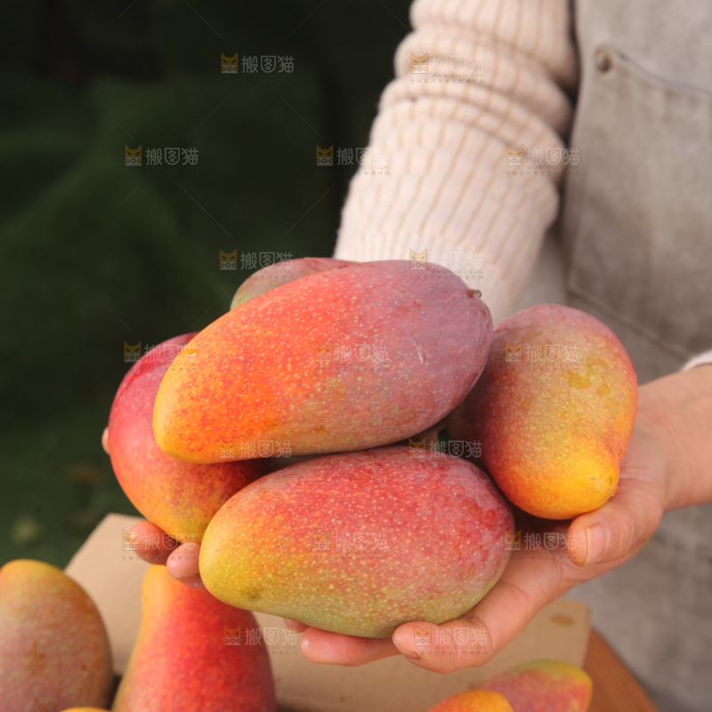 贵妃芒