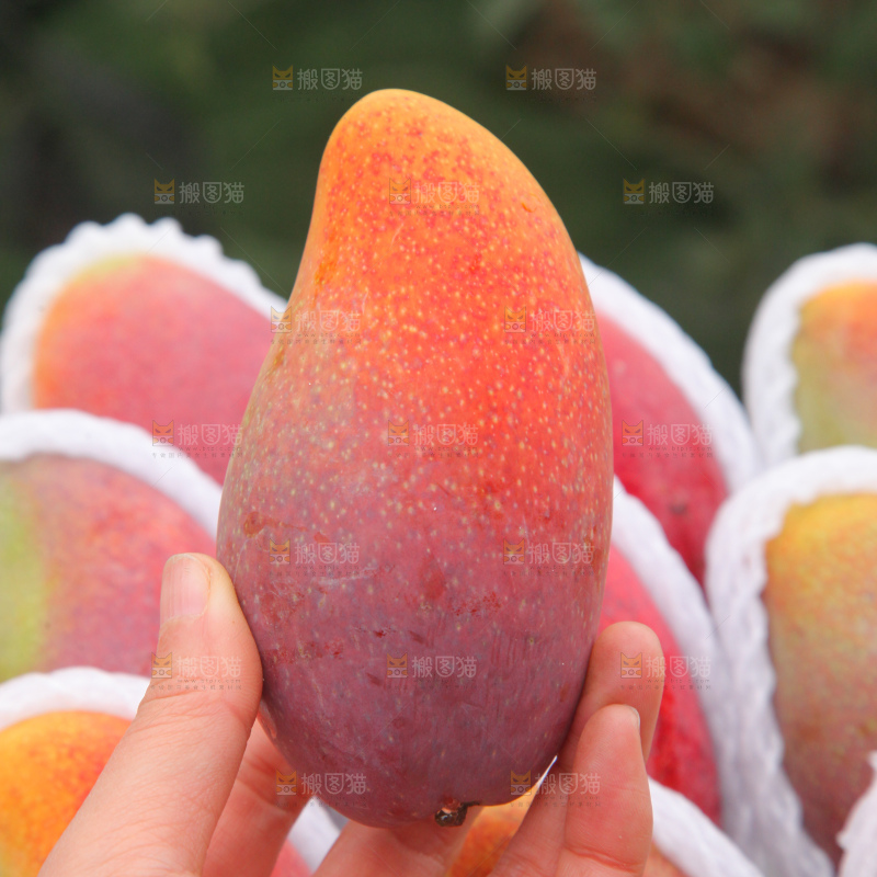 贵妃芒