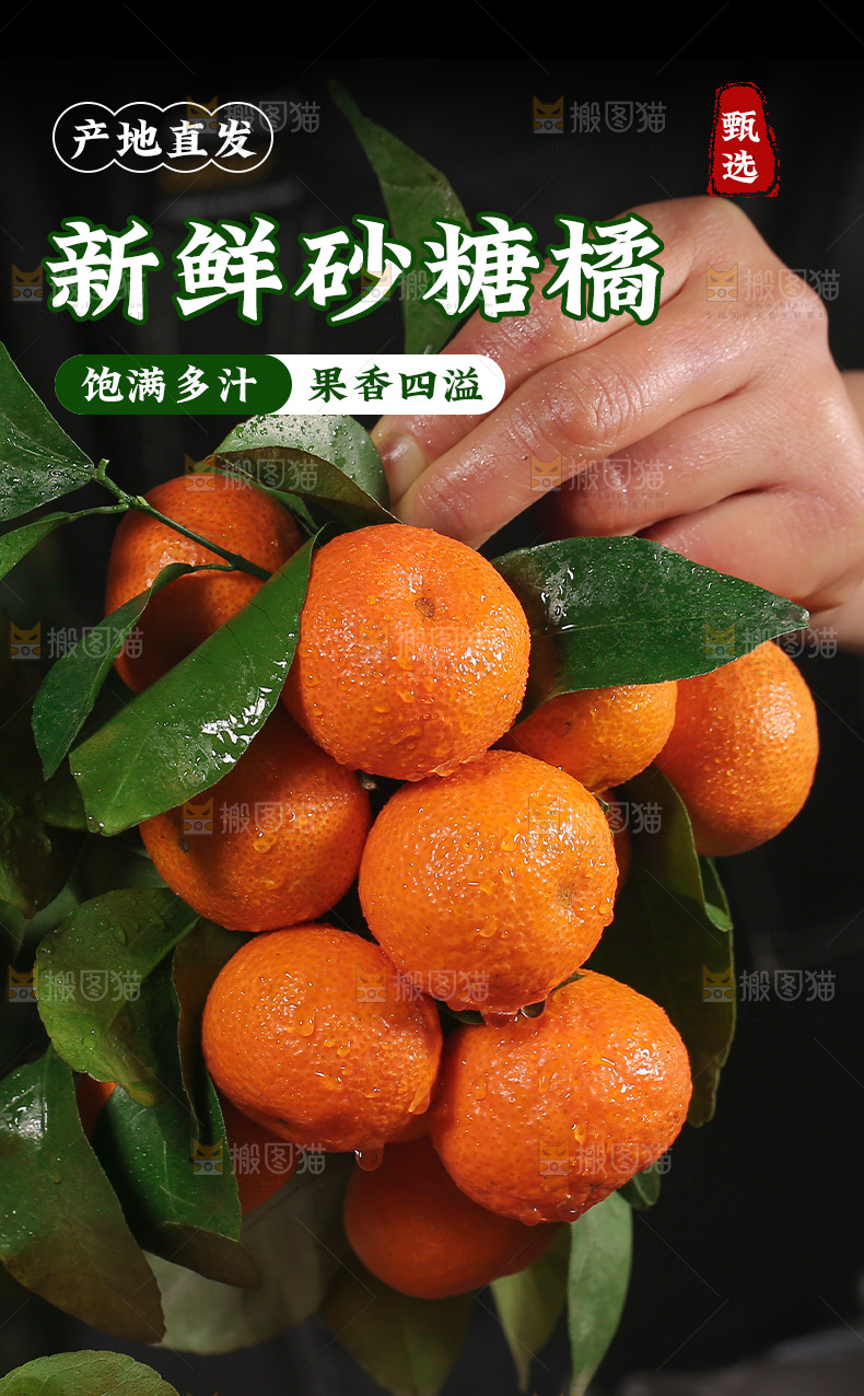 新鲜砂糖桔详情页