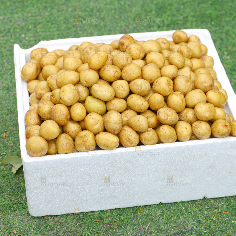 小土豆