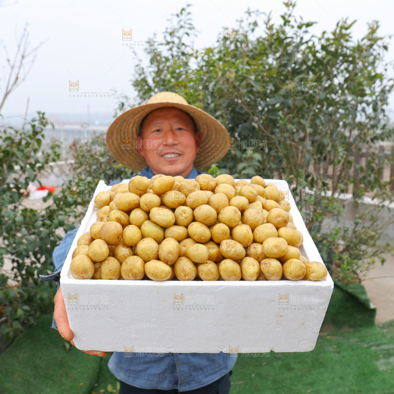 小土豆