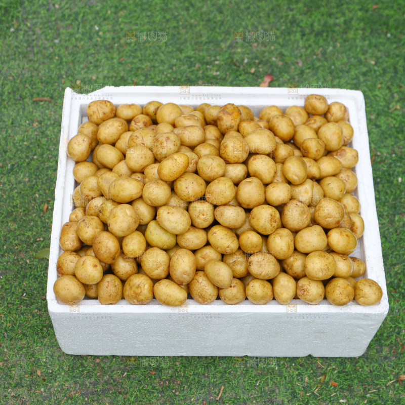 小土豆