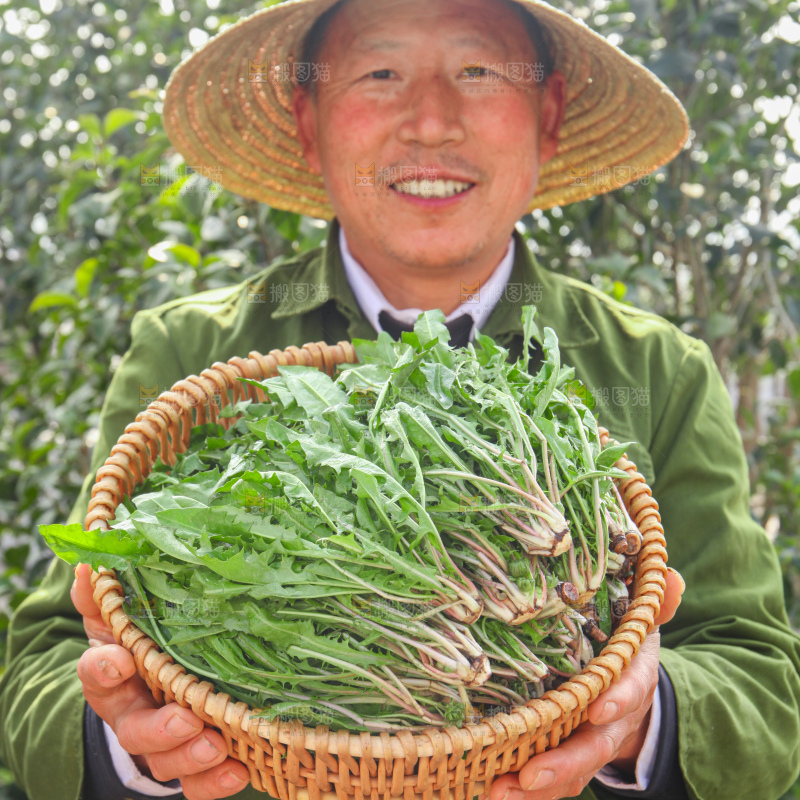 蒲公英