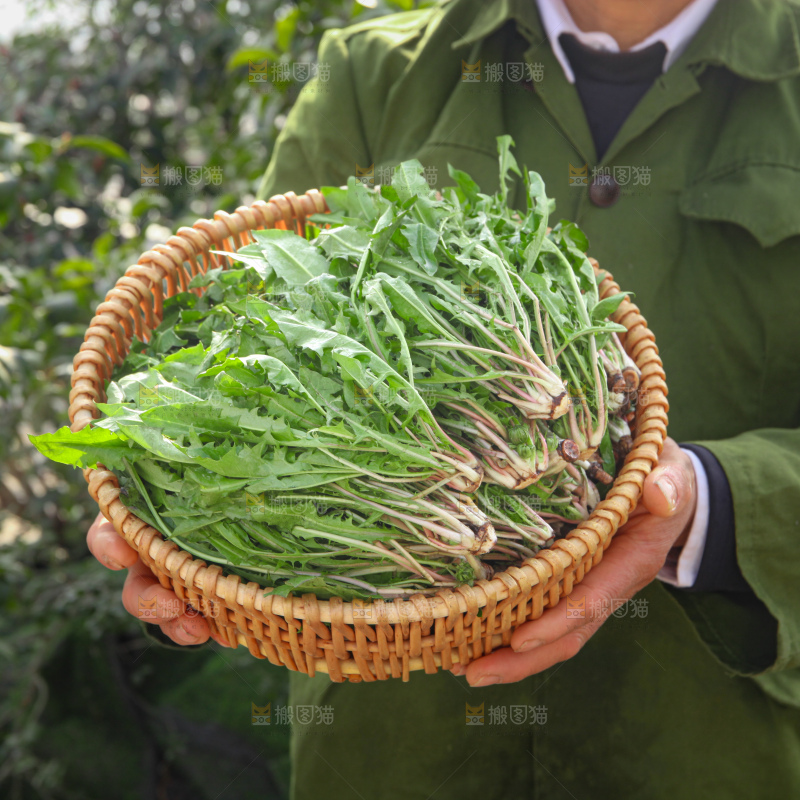 蒲公英