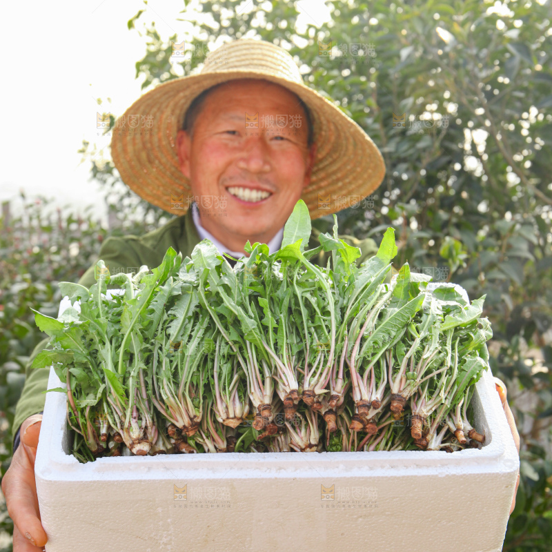 蒲公英