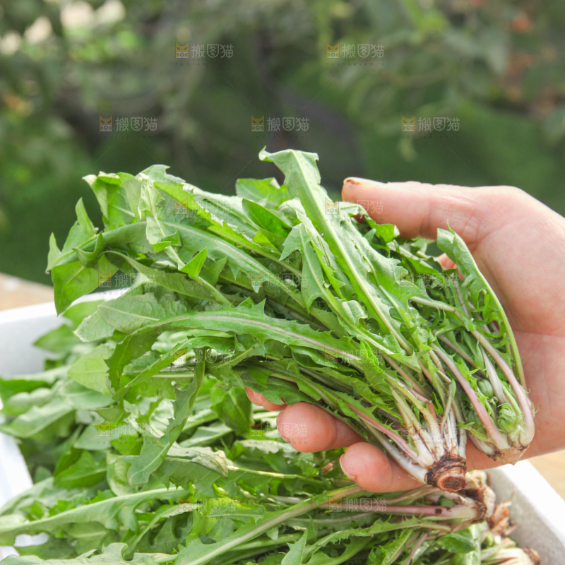 蒲公英