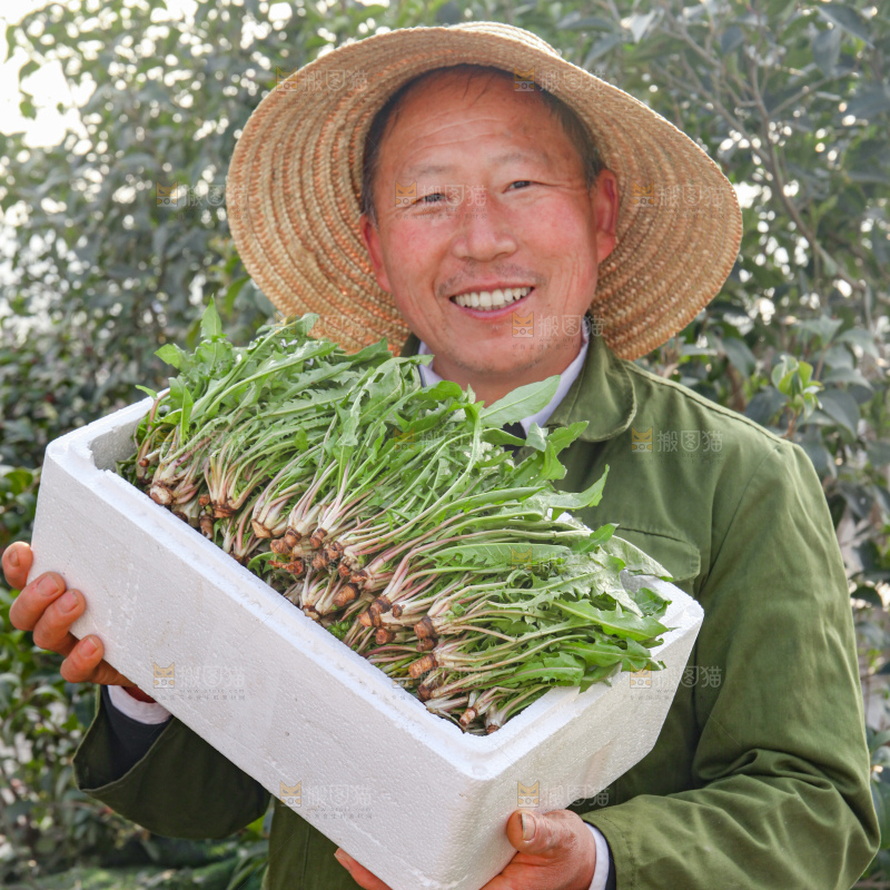 蒲公英