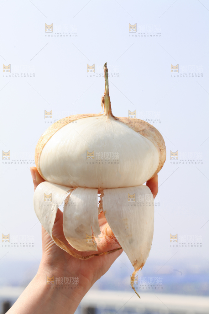 凉薯