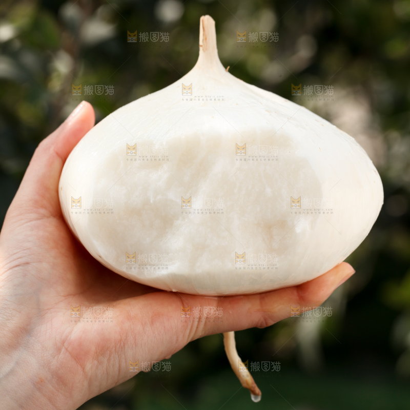 凉薯