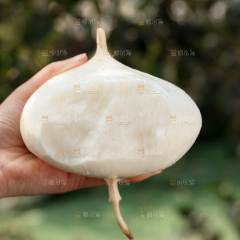 凉薯
