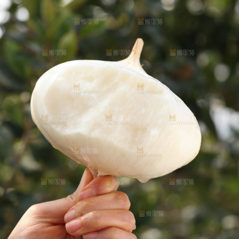 凉薯