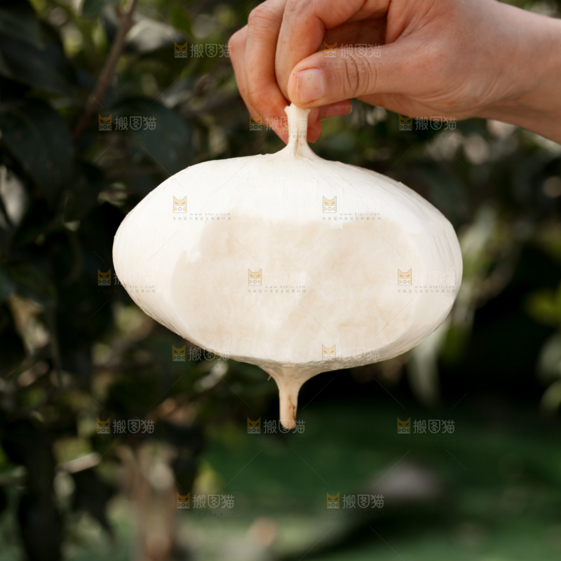 凉薯