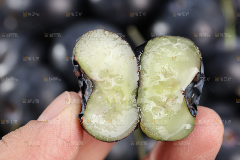 带杆蓝莓