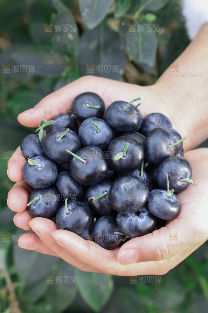 带杆蓝莓