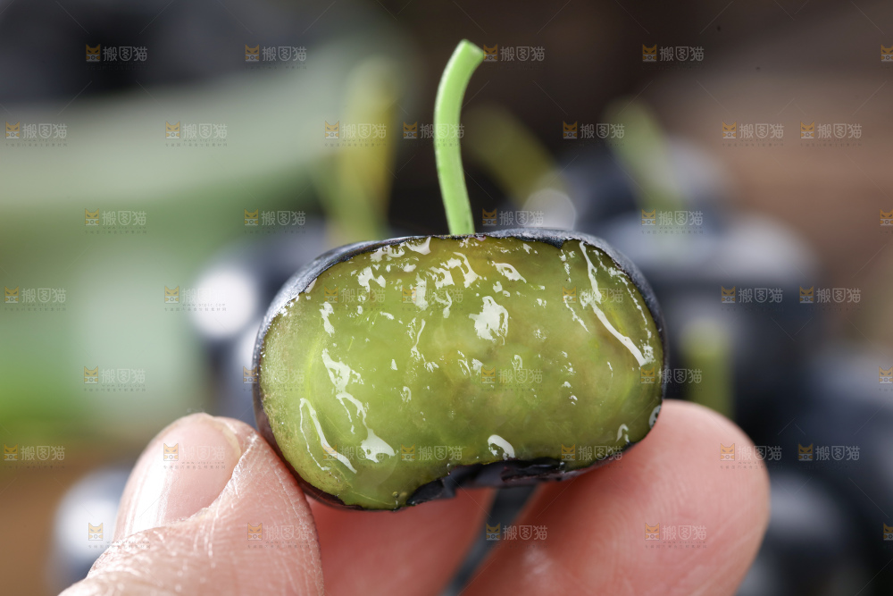 带杆蓝莓