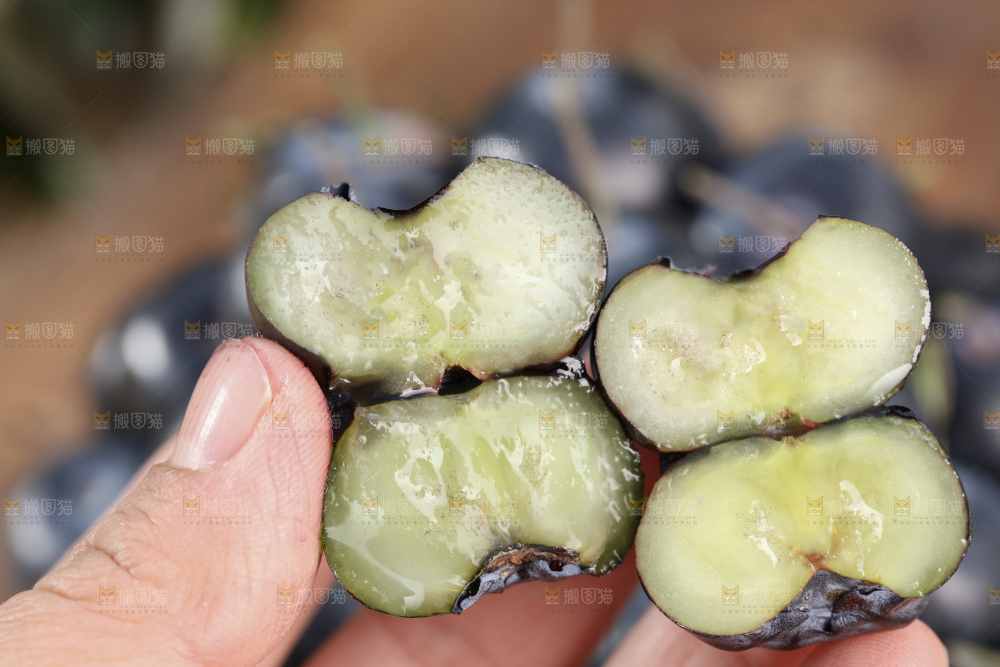 带杆蓝莓