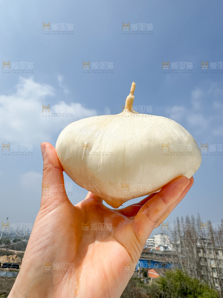 凉薯 地瓜