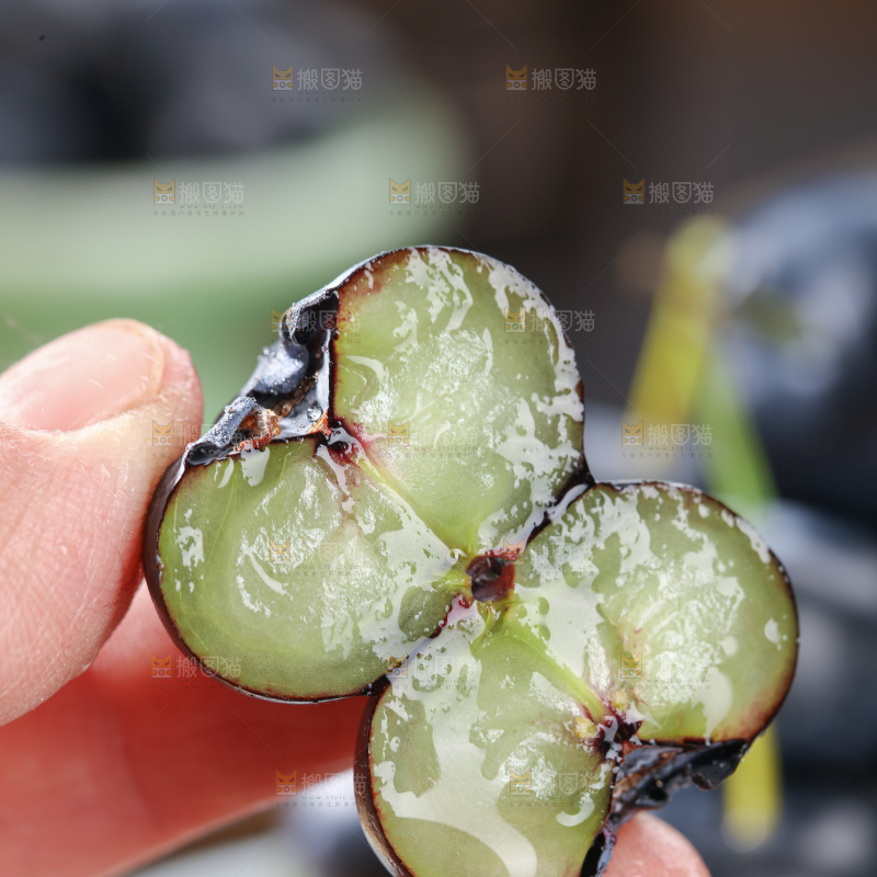 带杆蓝莓