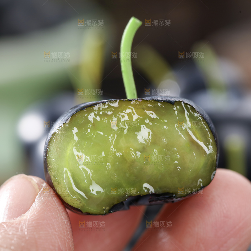 带杆蓝莓