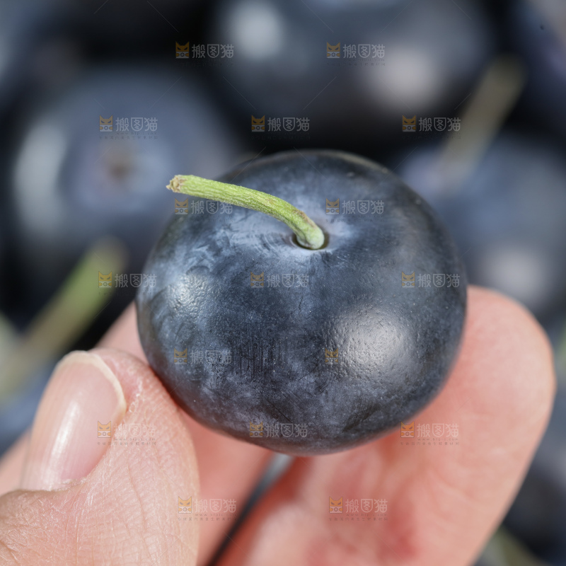 带杆蓝莓