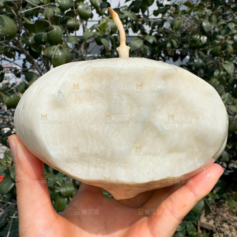 凉薯 地瓜