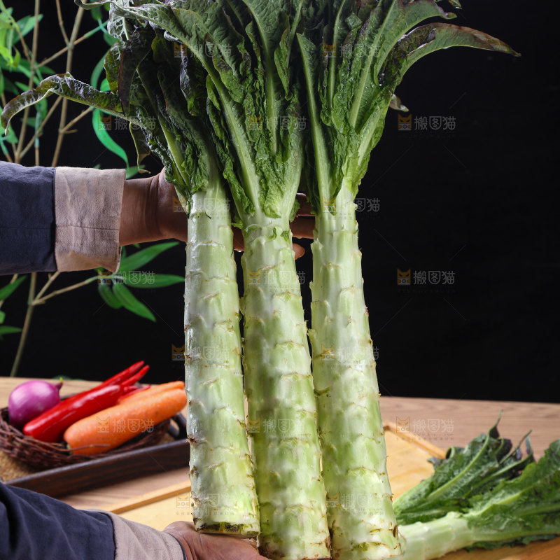 紫叶莴笋