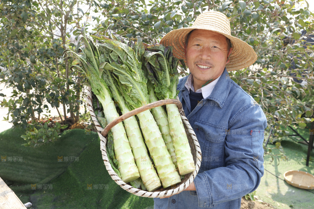 紫叶莴笋
