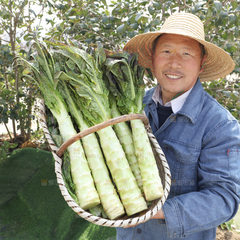 紫叶莴笋