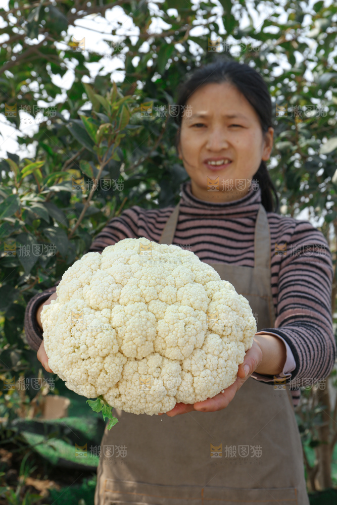 花菜