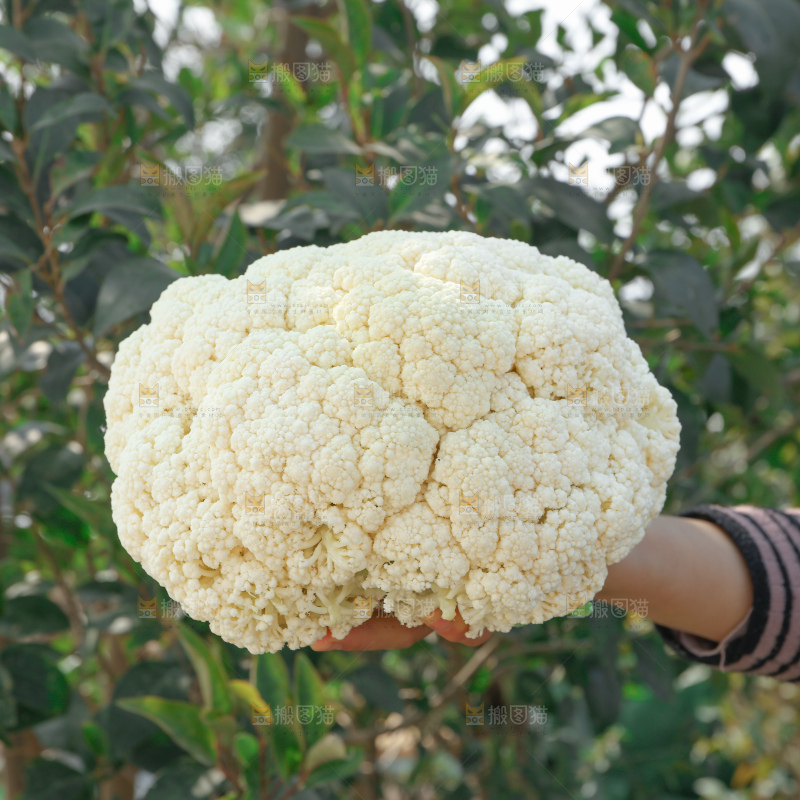 花菜