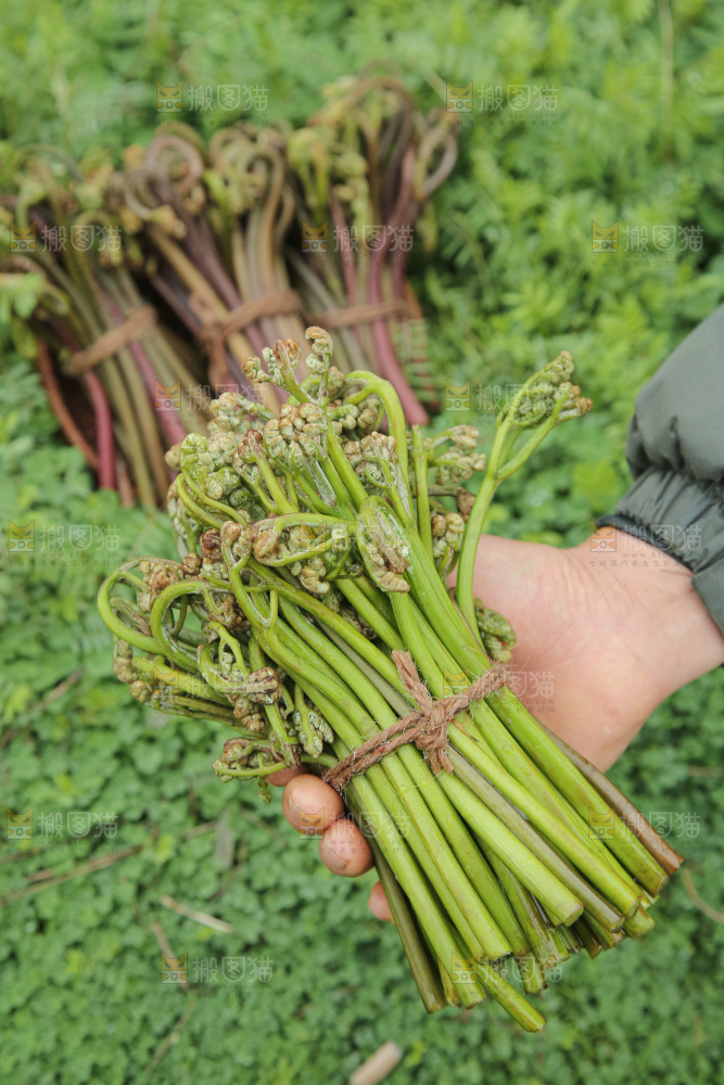 蕨菜