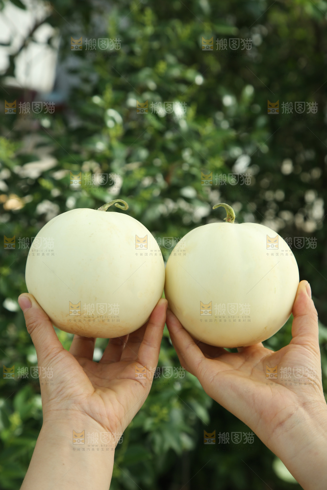 阎良甜瓜
