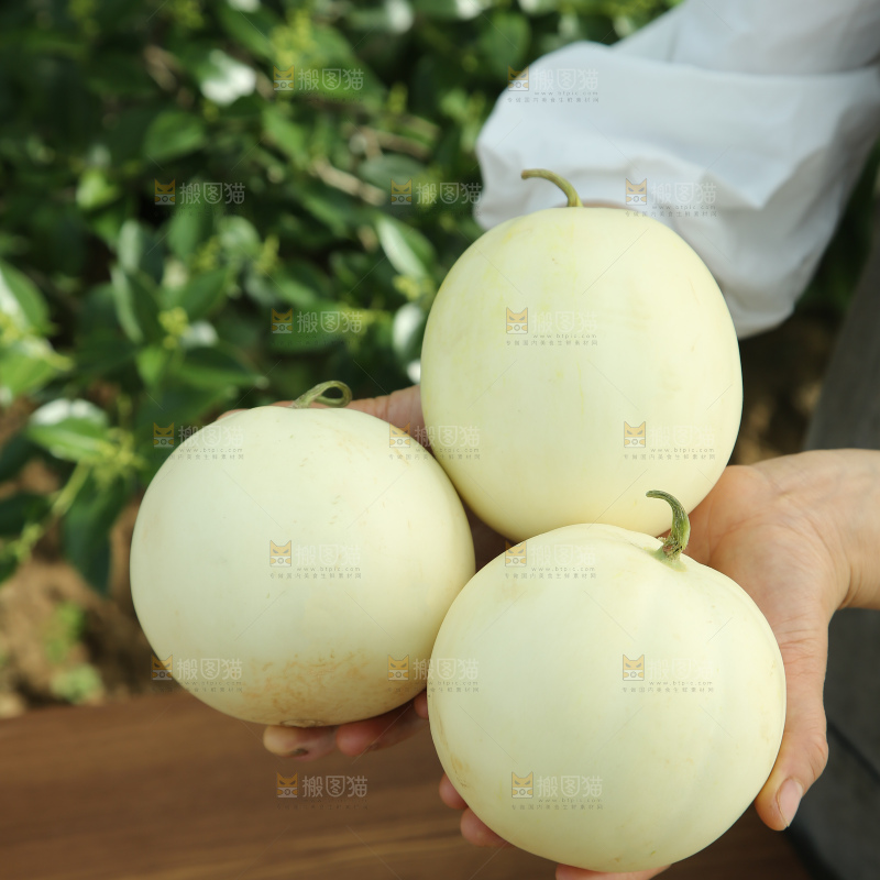 阎良甜瓜